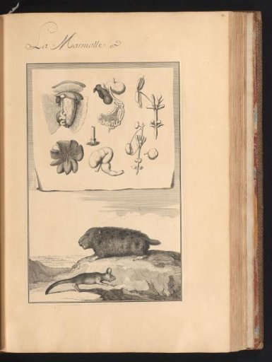 Marmot (Marmota) and dormouse (Gliridae) in a landscape with a sheet above showing the organs and bones of the animals