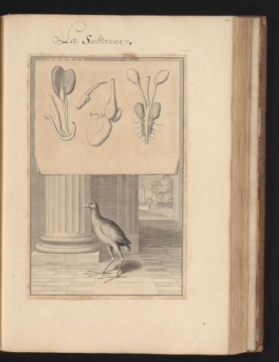 Purple gallinule (Porphyrio porphyrio) in a landscape with a sheet above showing the organs and bones of the animal