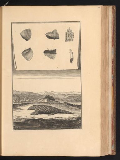 Pangolin (Pholidota) or Manis in a landscape with a sheet above showing the organs and bones of the animal