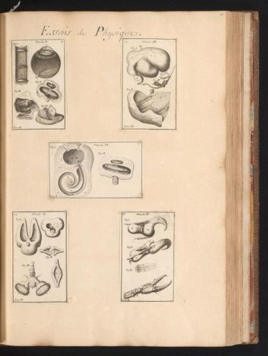 Five prints with anatomical parts of animals