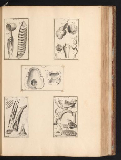 Five prints with anatomical parts of animals