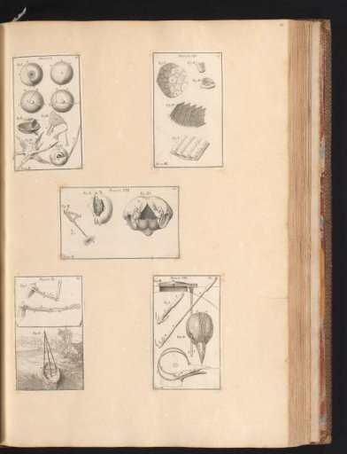 Five prints with anatomical parts of animals