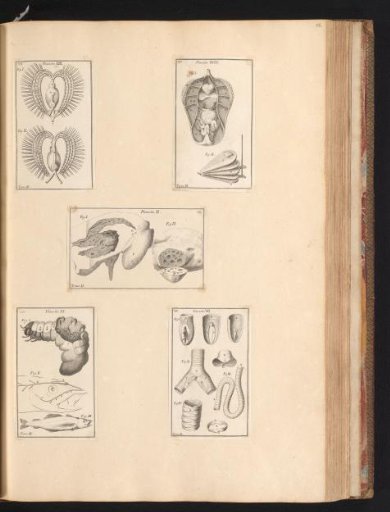 Five prints with anatomical parts of animals