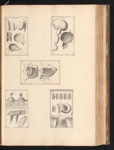 Five prints with anatomical parts of animals