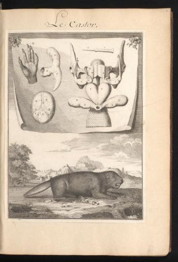 Beaver in a Landscape with the Organs and Bones of the Animal on a Leaf Above