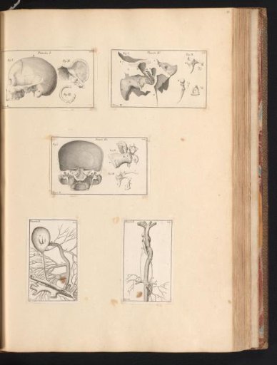 Five prints with anatomical parts of animals