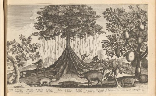Various Indigenous Trees and Animals of the French Antilles