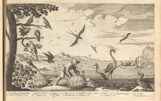 Various birds and a man with two tortoises from the French Antilles