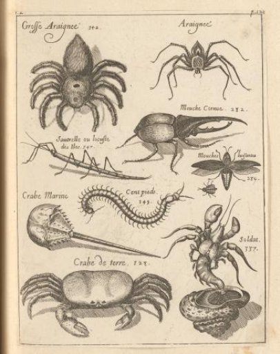 Various spiders, insects and crustaceans from the French Antilles