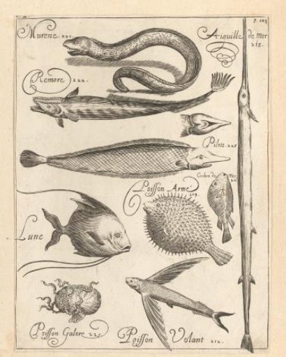 Various fish species from the French Antilles