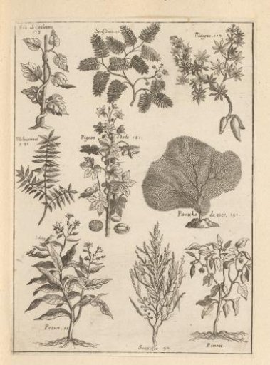 Various plants and shrubs of the French Antilles