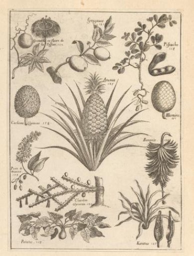 Various plants and fruits of the French Antilles