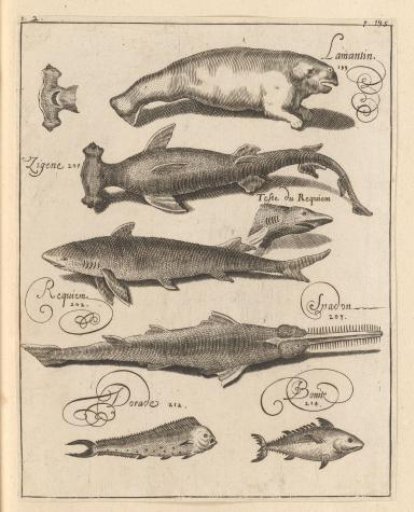 Various sea creatures of the French Antilles