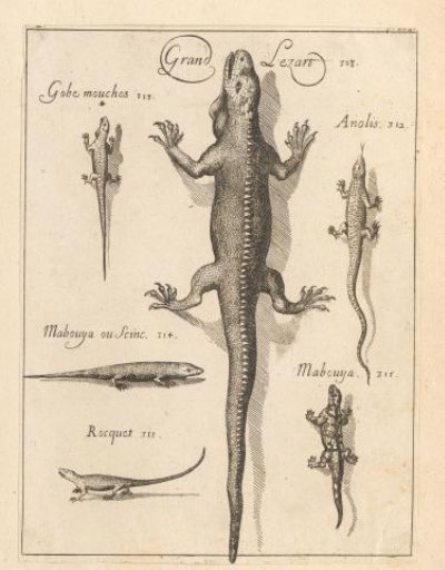Various lizards of the French Antilles
