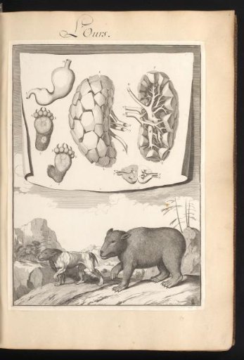Two Bears, One Skinned, in a Landscape with the Organs and Bones of the Animal on a Leaf Above