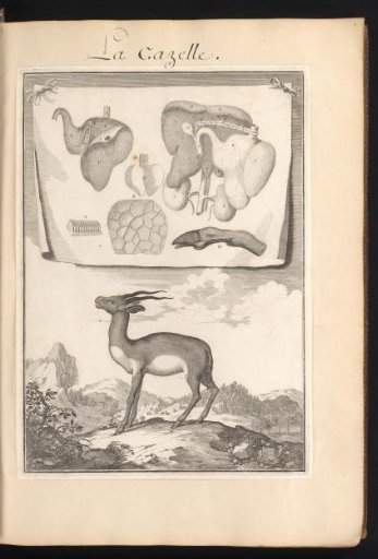 Gazelle in a landscape with a sheet above showing the organs and bones of the animal