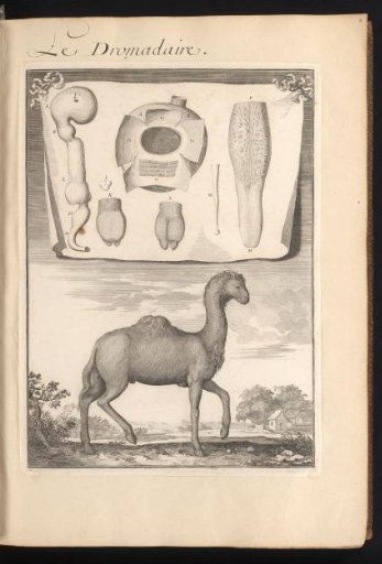 Dromedary in a landscape with a sheet above showing the organs and bones of the animal