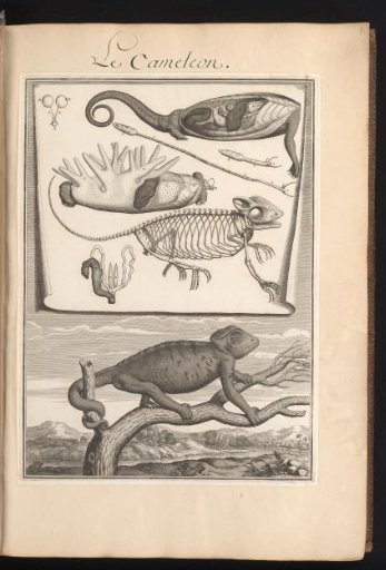 Chameleon on a branch in a landscape with a sheet above showing the organs and bones of the animal