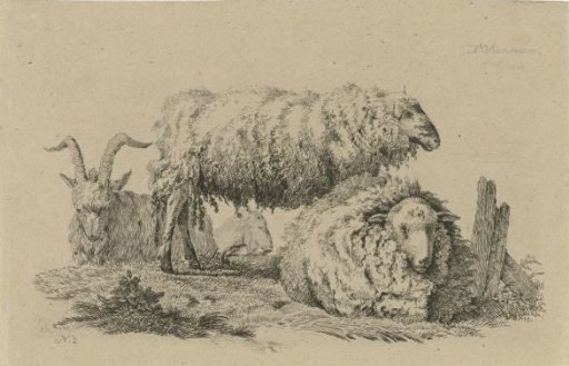 Two sheep and two goats