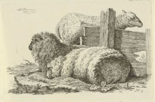 Lying sheep and ram