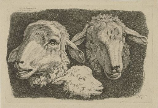 Two sheep's heads and a lamb's head