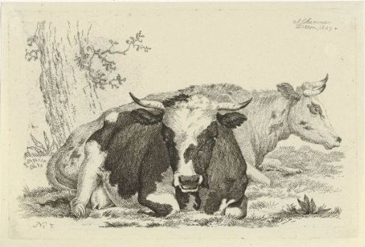 Two lying cows in front of a tree