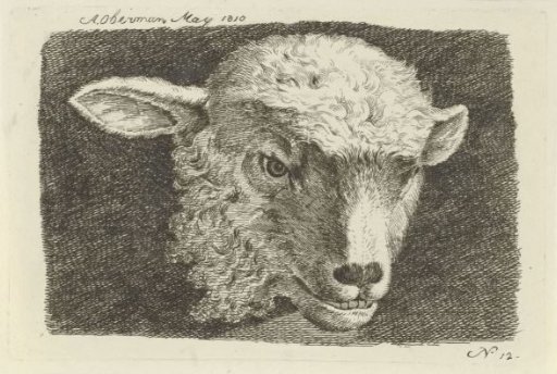 Head of a lamb