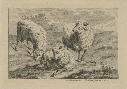 Three sheep