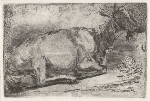 Reclining Goat