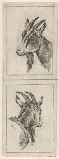 Goat's head