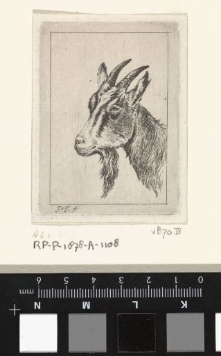 Goat's head