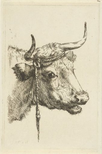 Head of a cow