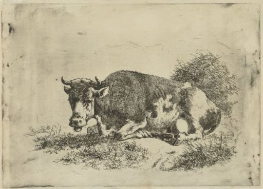 Lying cow