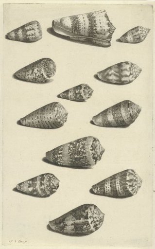 Twelve Shells of Various Snail Species