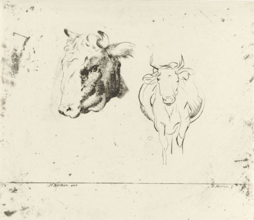 Study sheet with a cow's head and a cow seen from the front
