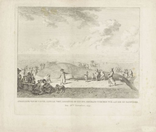 Sperm Whale Stranded at Wijk aan Zee, 1791