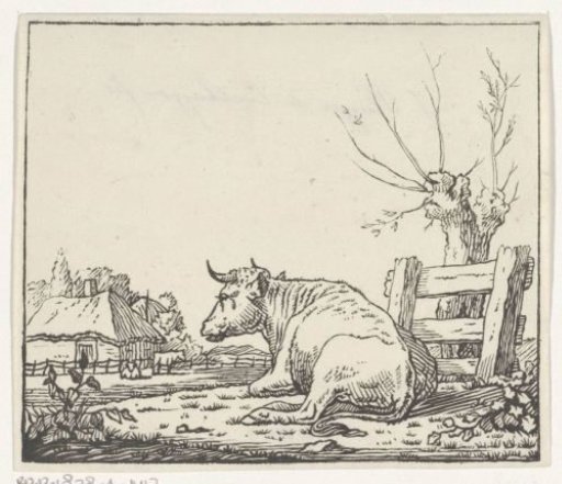 Cow lying next to a pollard willow in the meadow