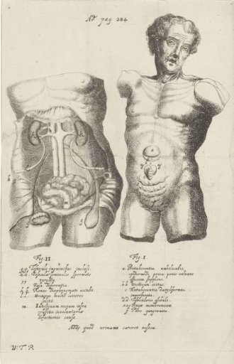 Anatomical study of two torsos