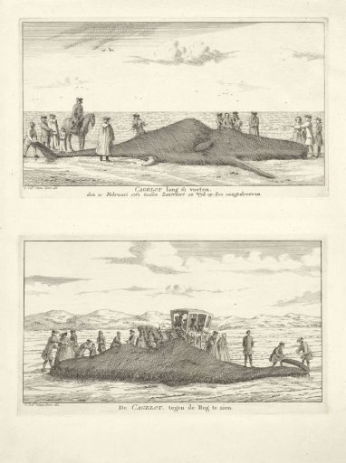 Two Depictions of a Cagelot on the Beach