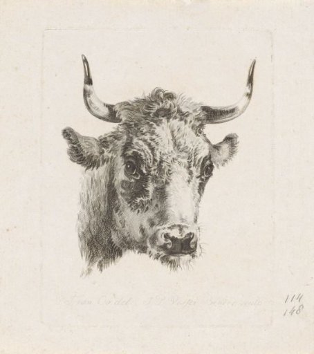 Cow's Head