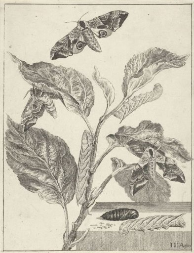 Leaves with caterpillars and butterflies