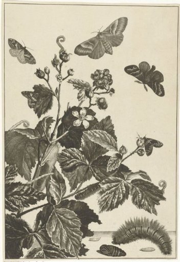 Wild rose with caterpillars and butterflies