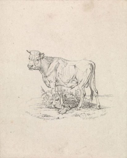 Bull