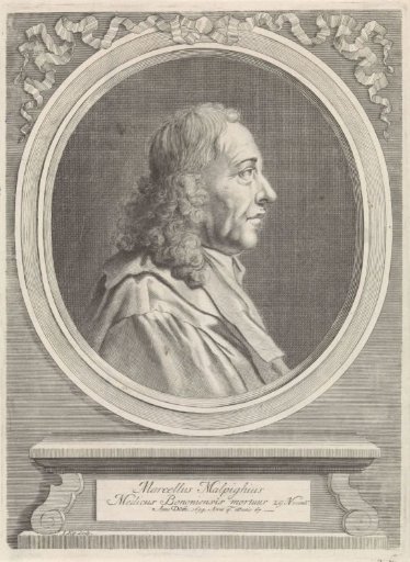 Portrait of Marcello Malpighi