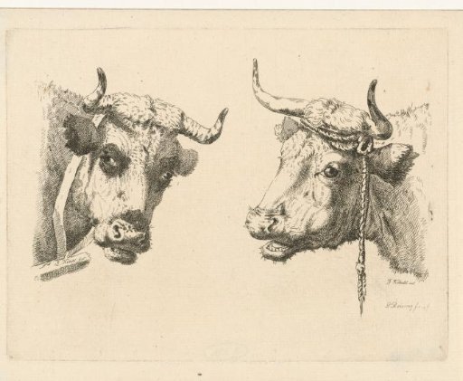 Two Cow Heads