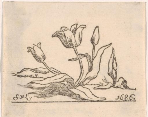 Tulip with Three Flowers