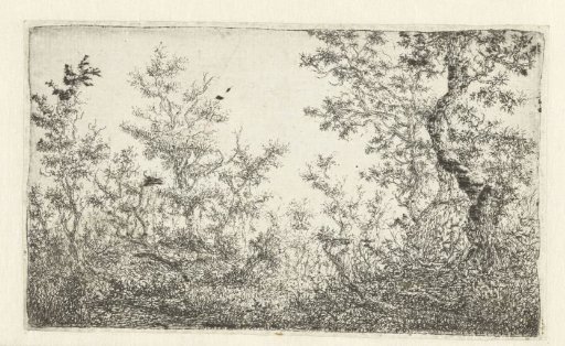Clearing in the forest