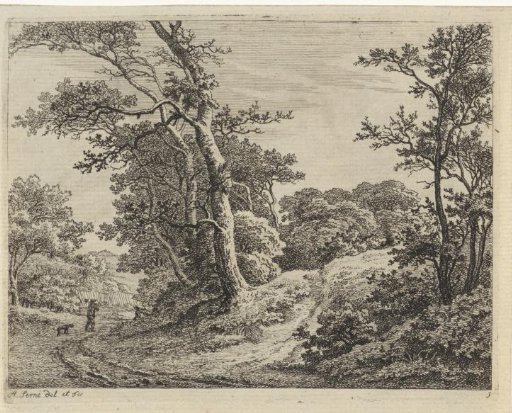 Road along a tree-covered hill