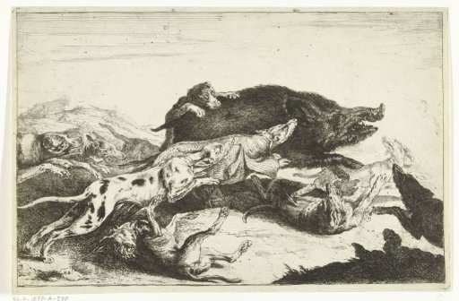 Dogs hunting a boar