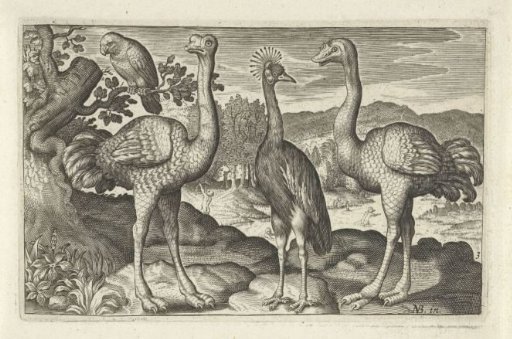 Crowned crane between two ostriches